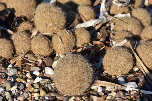 Posidonia oceanica spheroid on the beach in Ionion camping,Greece