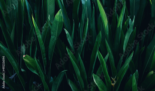 Green tropical palm leaves background. nature green background concept