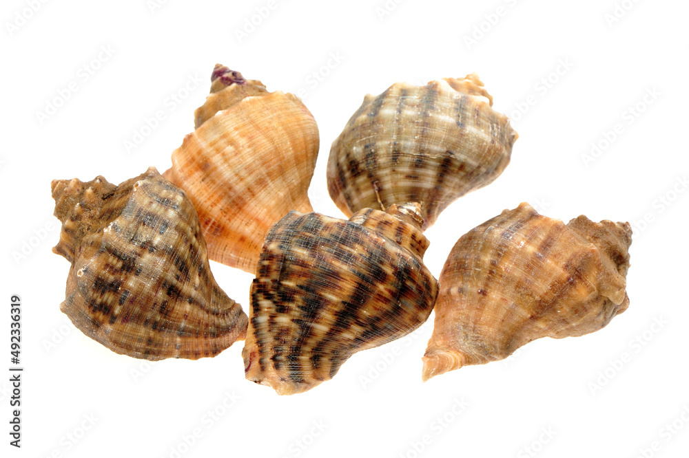 live conch on white background