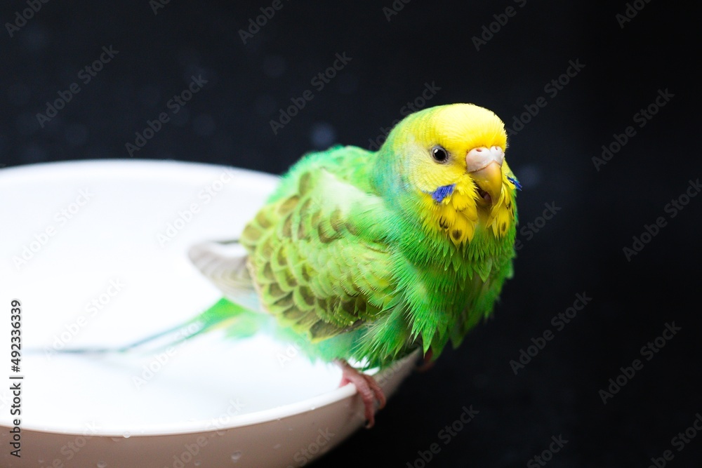 Obraz premium 水浴びをするセキセイインコ