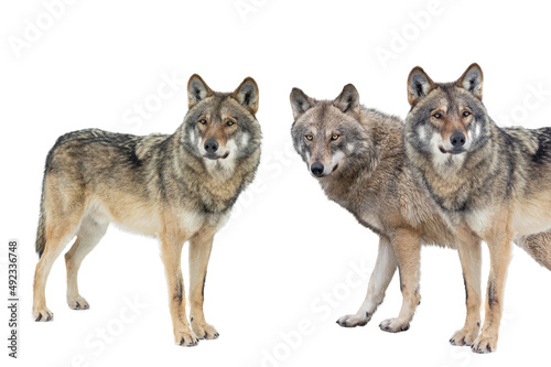 wolfs isolated on white background © fotomaster