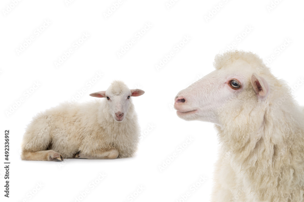 portrait sheep isolated on white background portrait sheep isolated on white background