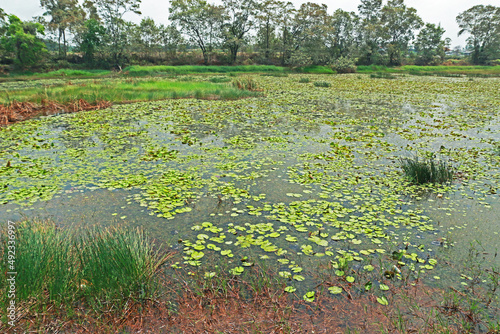 The lotus in the pond