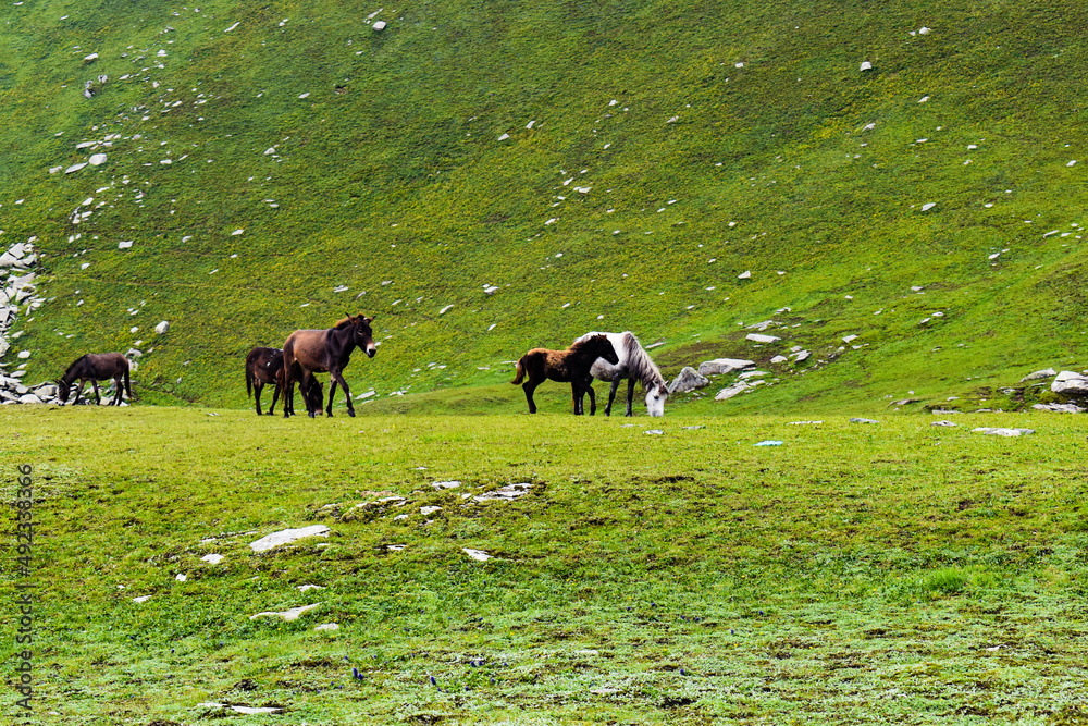 horses grazing in a meadow horses grazing in a meadow