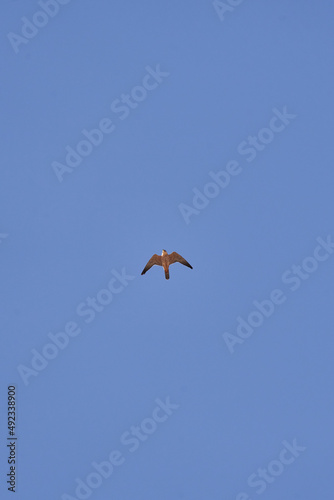 Wanderfalke (Peregrine falcon)