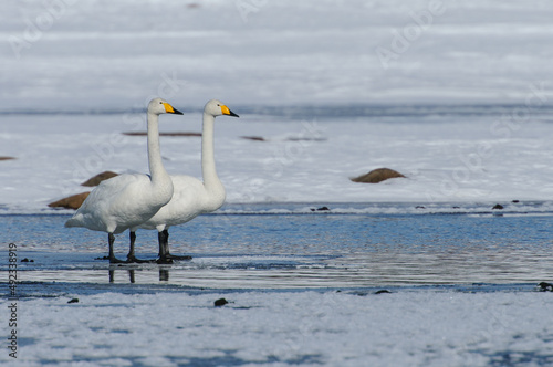 swans on the ice