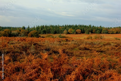New forest 
