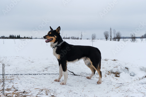 Portrait of northern sled dog Alaskan Husky in winter outside in snow. Black haired handsome half breed stands, full length portrait. Charming doggy. © Ekaterina