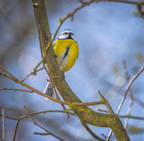 Blue Tit Bird © manfredxy