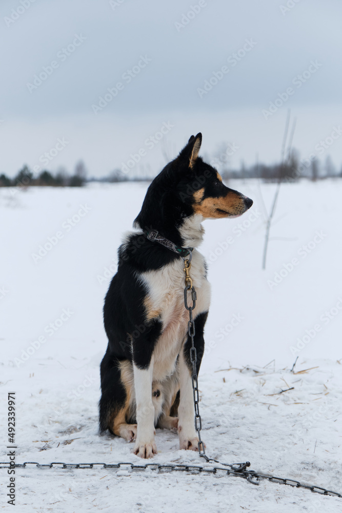 Portrait of northern sled dog Alaskan Husky in winter outside in snow. Black white red haired handsome half breed is sitting looking into distance, full length portrait. Charming doggy. Portrait of northern sled dog Alaskan Husky in winter outside in snow. Black white red haired handsome half breed is sitting looking into distance, full length portrait. Charming doggy.