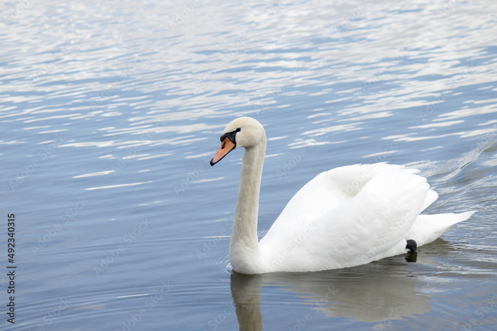 a white swan is floating on the water a white swan is floating on the water