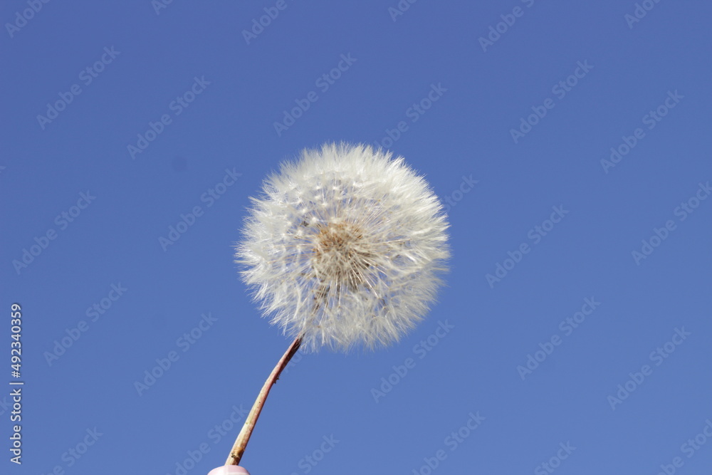 white dandelion on a blue sky background