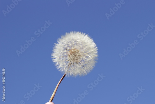 white dandelion on a blue sky background