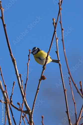 the bird on a branch against the blue sky sings