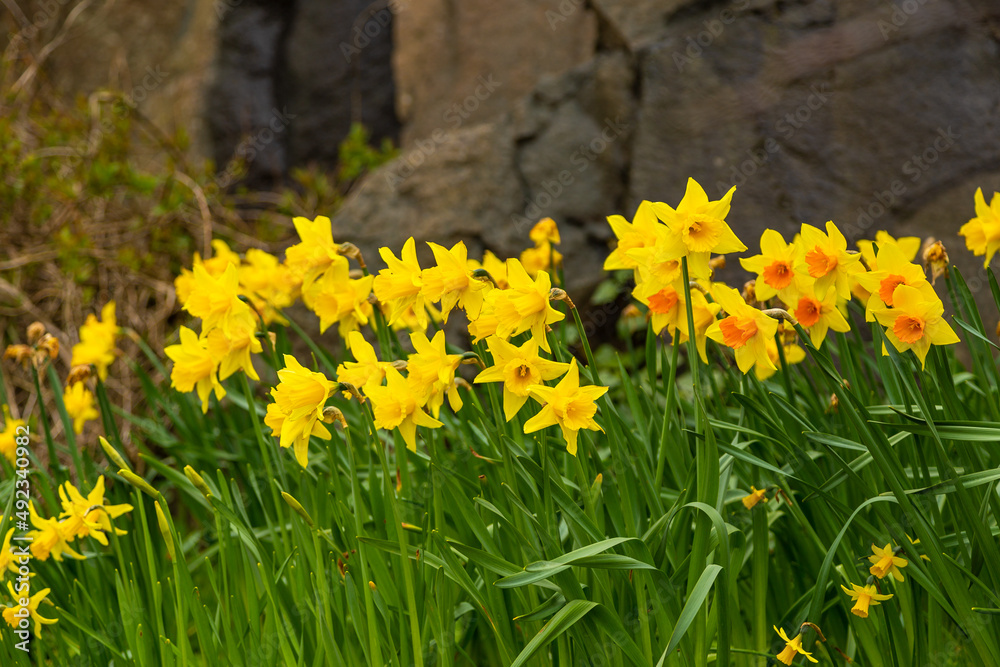 Fototapeta premium Flowerbed with yellow daffodils. Natural environment. Thorshavn, Faroe Islands.