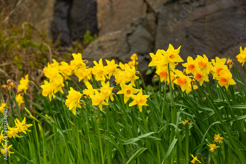 Flowerbed with yellow daffodils. Natural environment. Thorshavn, Faroe Islands.