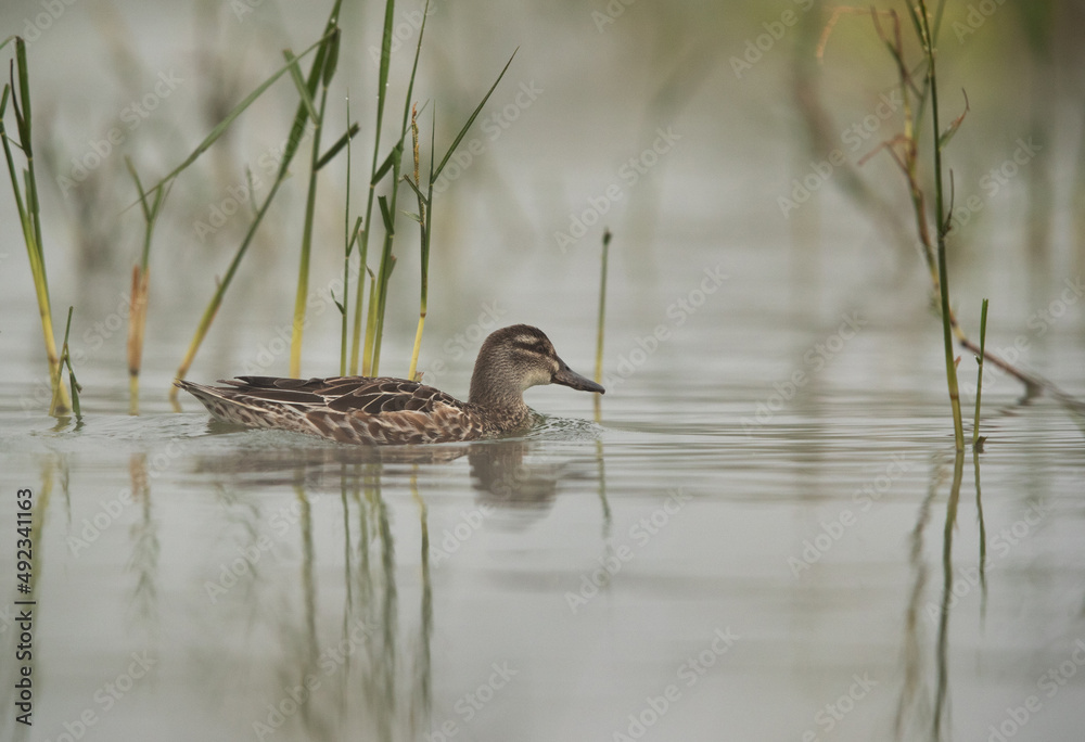 Fototapeta premium Garganey swimming at Bhigwan bird sanctuary, India