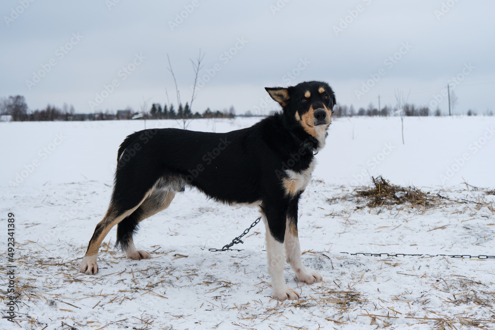 Portrait of northern sled dog Alaskan Husky in winter outside in snow. Black haired handsome half breed stands, full length portrait. Charming doggy. Portrait of northern sled dog Alaskan Husky in winter outside in snow. Black haired handsome half breed stands, full length portrait. Charming doggy.
