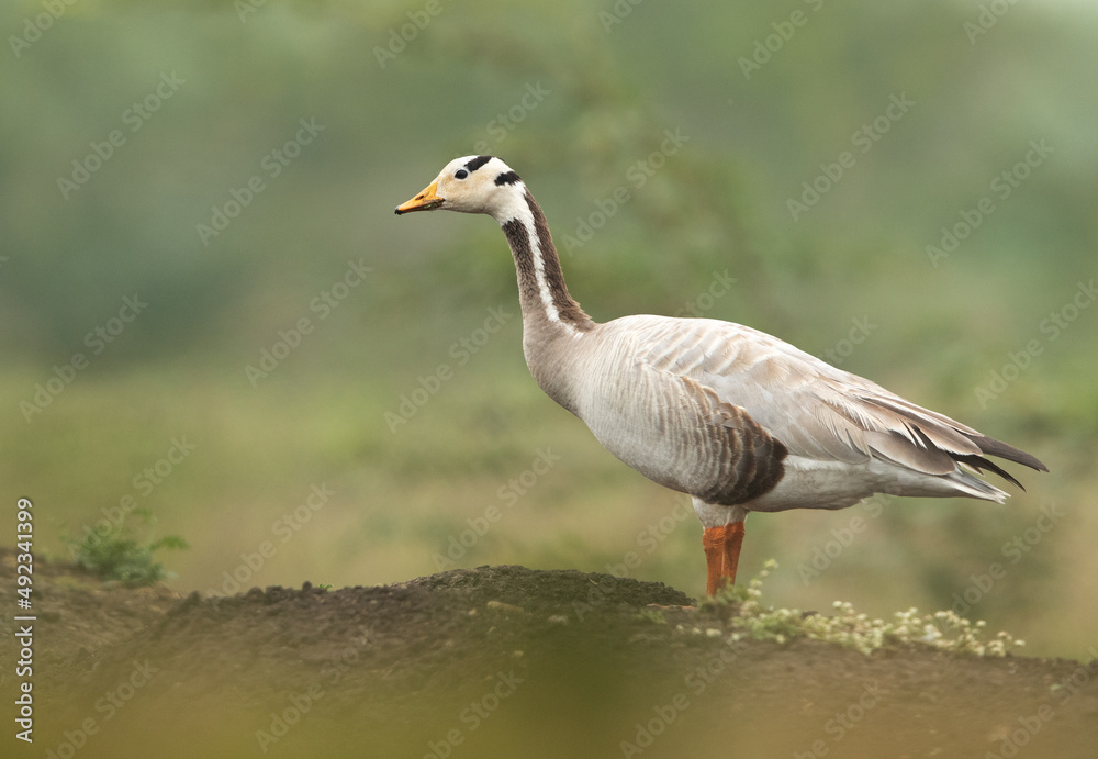 Portrait of a Bar-headed goose at Bhigwan bird sanctuary, India