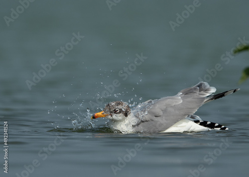 Great black-headed gull bathing at Bhigwan bird sanctuary, India photo