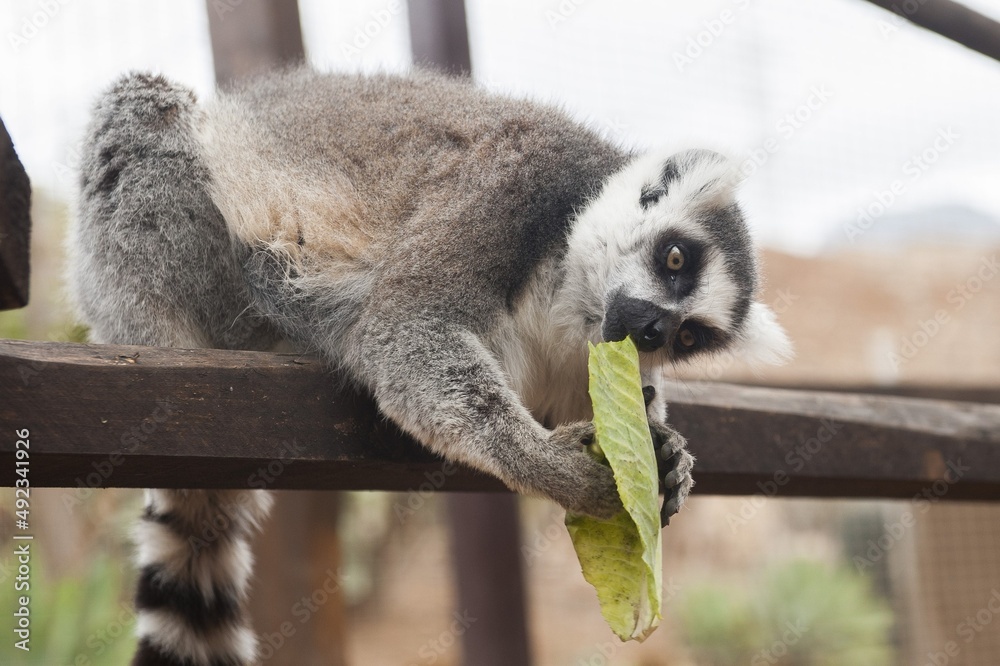 Obraz premium lemur on tree