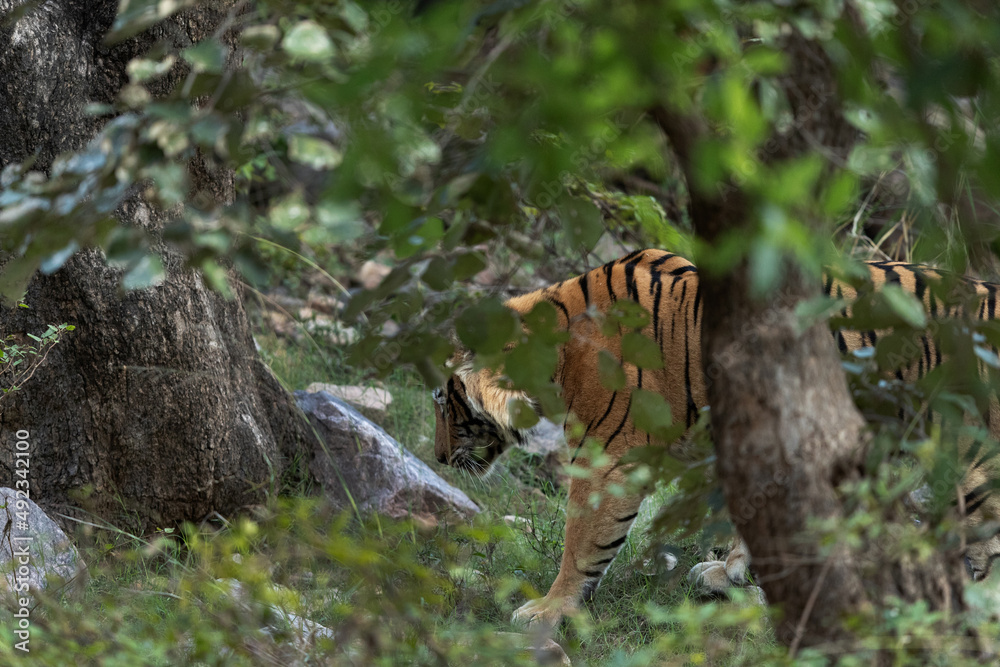 A tiger inside forest of  Ranthambore Tiger Reserve, India