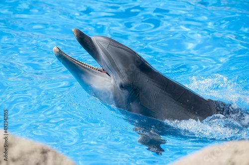 dolphin in blue water