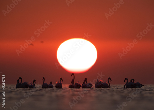 Greater Flamingos and beautiful sunrise at Asker coast of Bahrain © Dr Ajay Kumar Singh