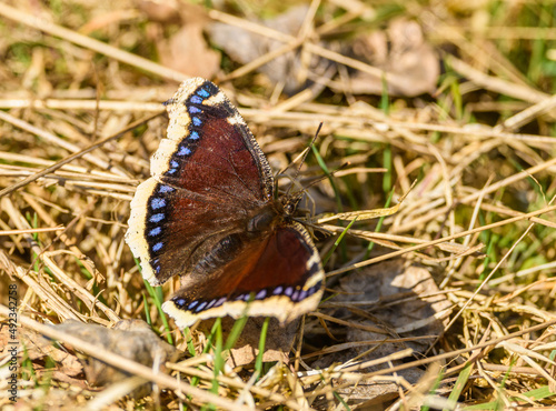 mourning cloak butterfly (Nymphalis antiopa) or Camberwell beauty on dry grass