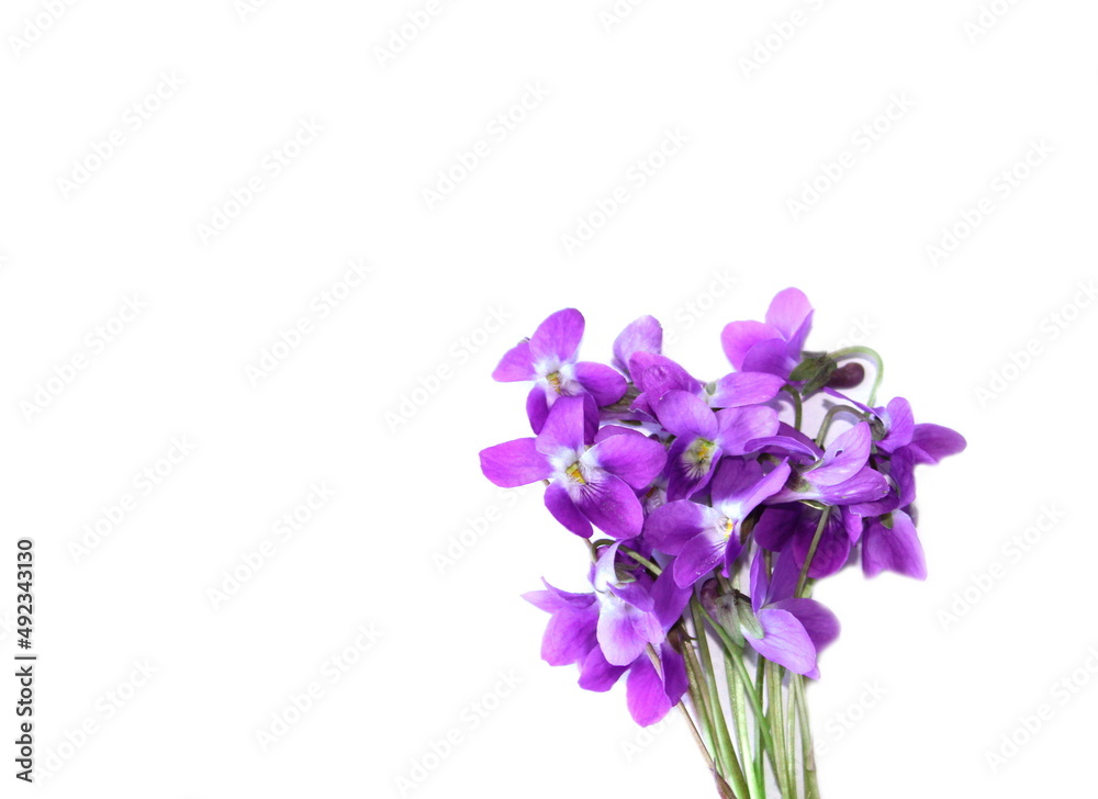 Vioet flowers on white background, bouquet of viola in spring