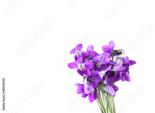 Vioet flowers on white background  bouquet of viola in spring