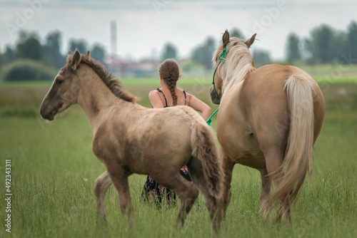 Girl in a dress on the field among the horses.