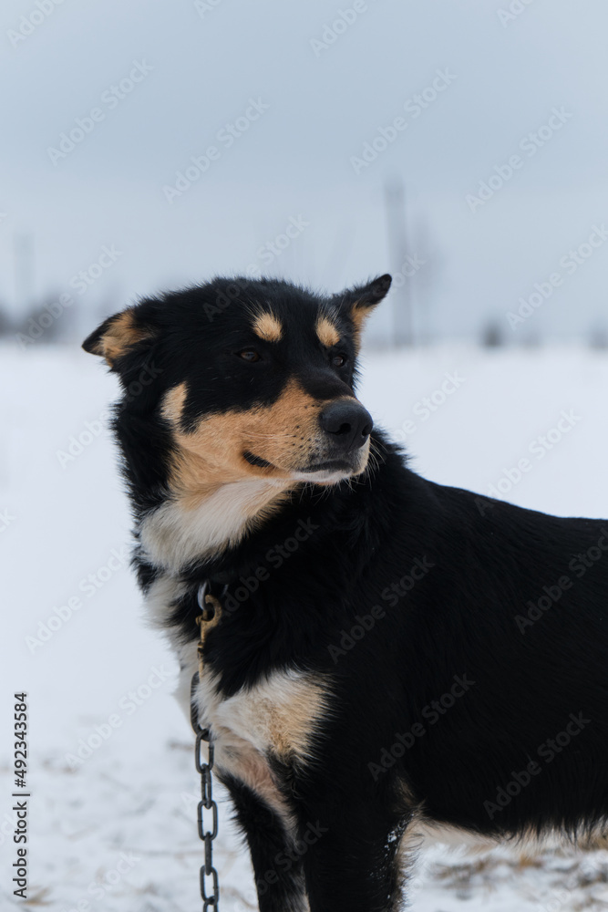 Portrait of northern sled dog Alaskan Husky in winter outside in snow. Black red white handsome half breed looks into distance, close up portrait. Charming doggy.