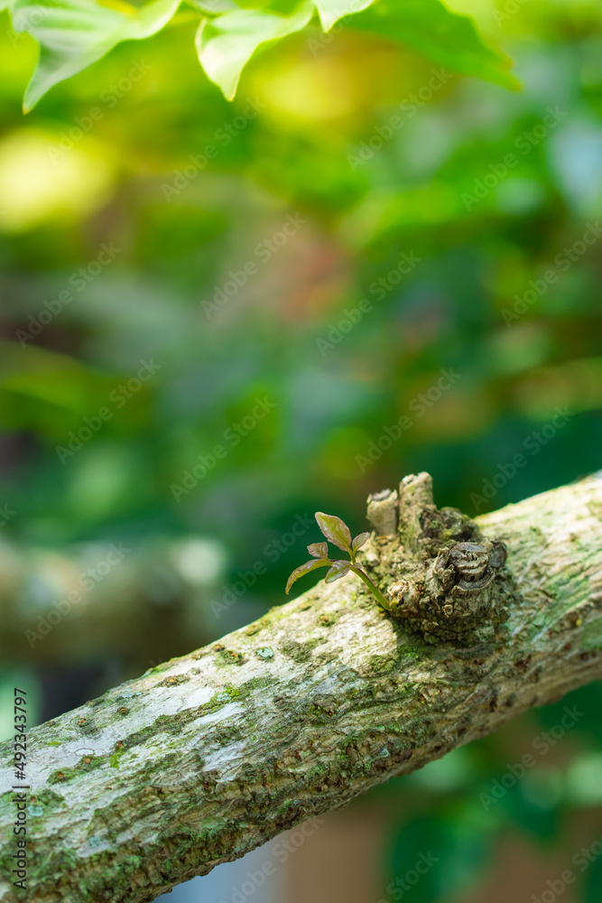 Fototapeta premium Kidney leaves on a tree with a tree background