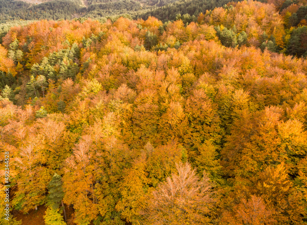 forest of Gabardito, Hecho valley, western valleys, Pyrenean mountain range, province of Huesca, Aragon, Spain, europe forest of Gabardito, Hecho valley, western valleys, Pyrenean mountain range, province of Huesca, Aragon, Spain, europe