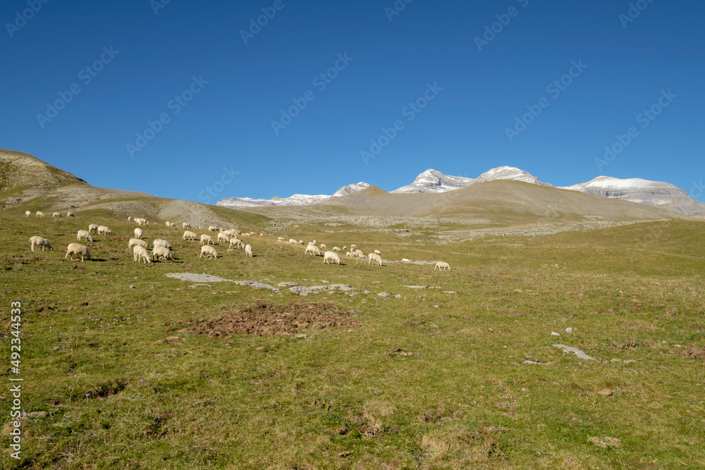 rebaño de ovejas en los pastos de plano Tripals, parque nacional de Ordesa y Monte Perdido,  comarca del Sobrarbe, Huesca, Aragón, cordillera de los Pirineos, Spain