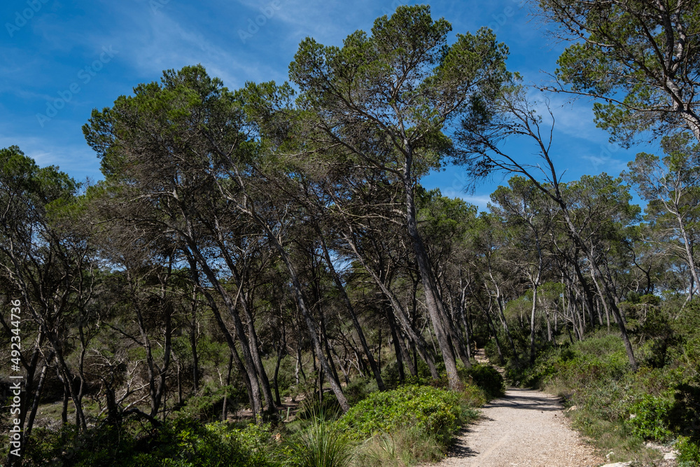 Punta De Ses Gatoves route, Mondragó Natural Park, Santanyí municipal area, Mallorca, Balearic Islands, Spain