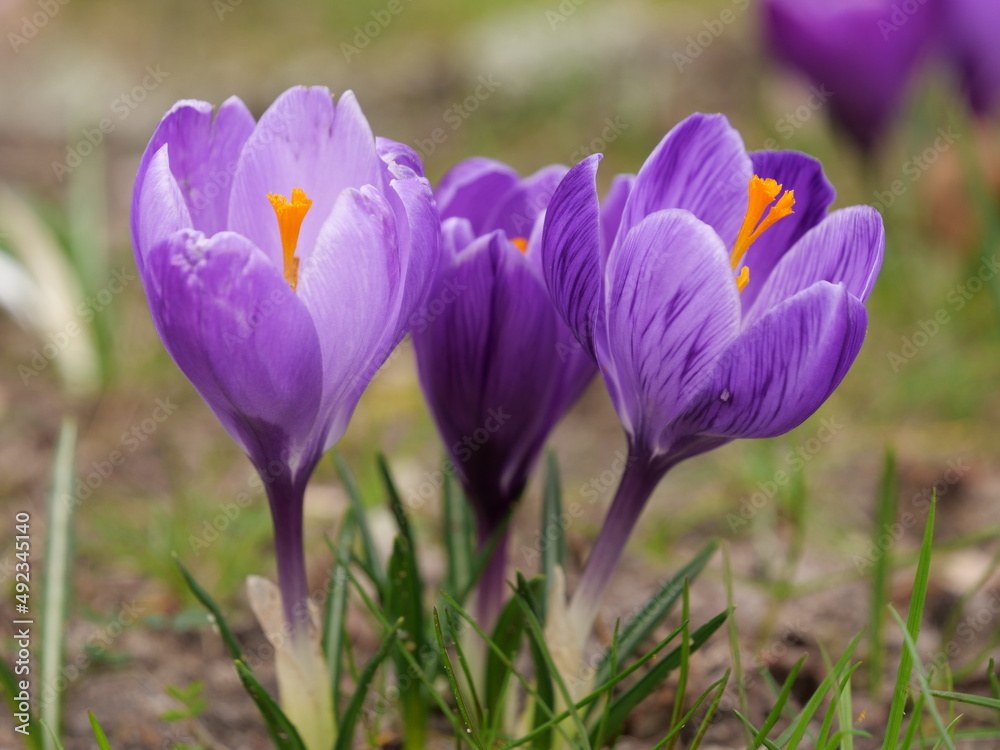 Naklejka premium crocus violette