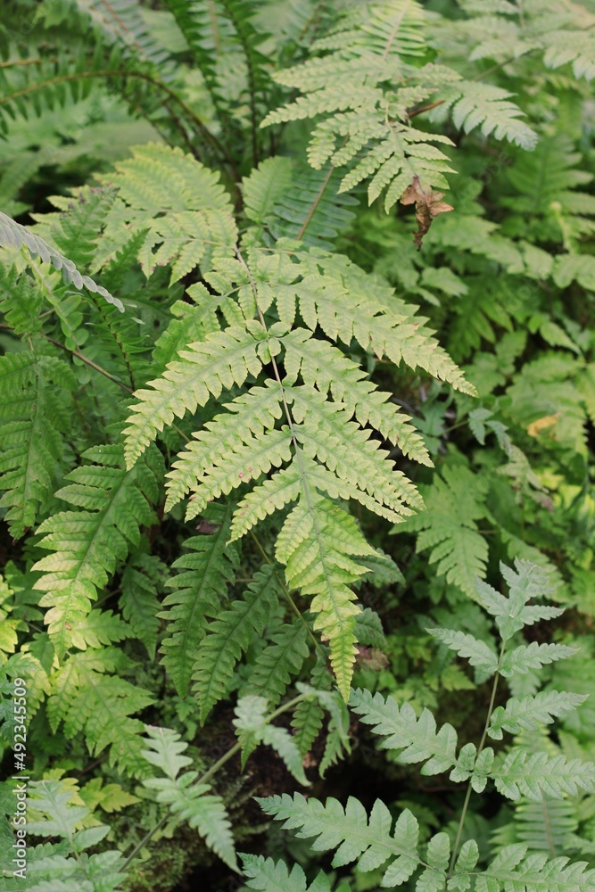 fern leaves fern leaves