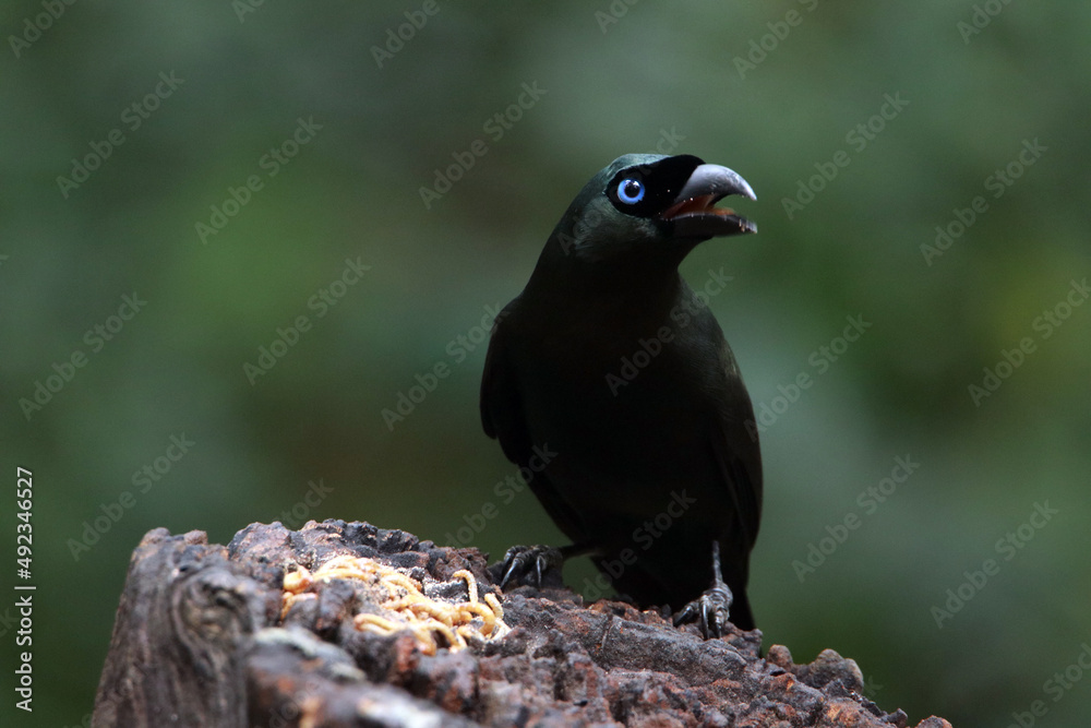 Fototapeta premium Racket-tailed Treepie on ground
