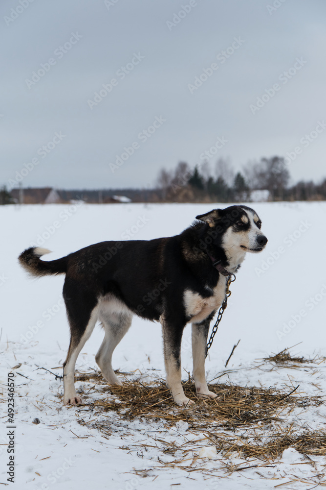 Portrait of northern sled dog Alaskan Husky in winter outside in snow. Black tan half breed is tied to chain outside in cold winter on cloudy day. Looks into distance. Portrait of northern sled dog Alaskan Husky in winter outside in snow. Black tan half breed is tied to chain outside in cold winter on cloudy day. Looks into distance.