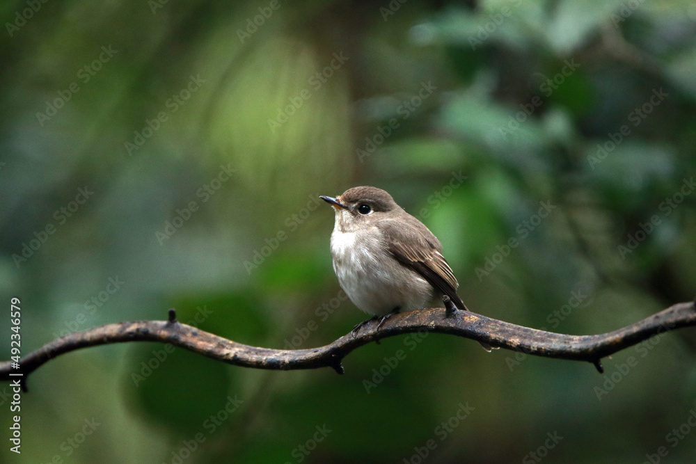 Asian Brown Flycatcher on a branch Asian Brown Flycatcher on a branch