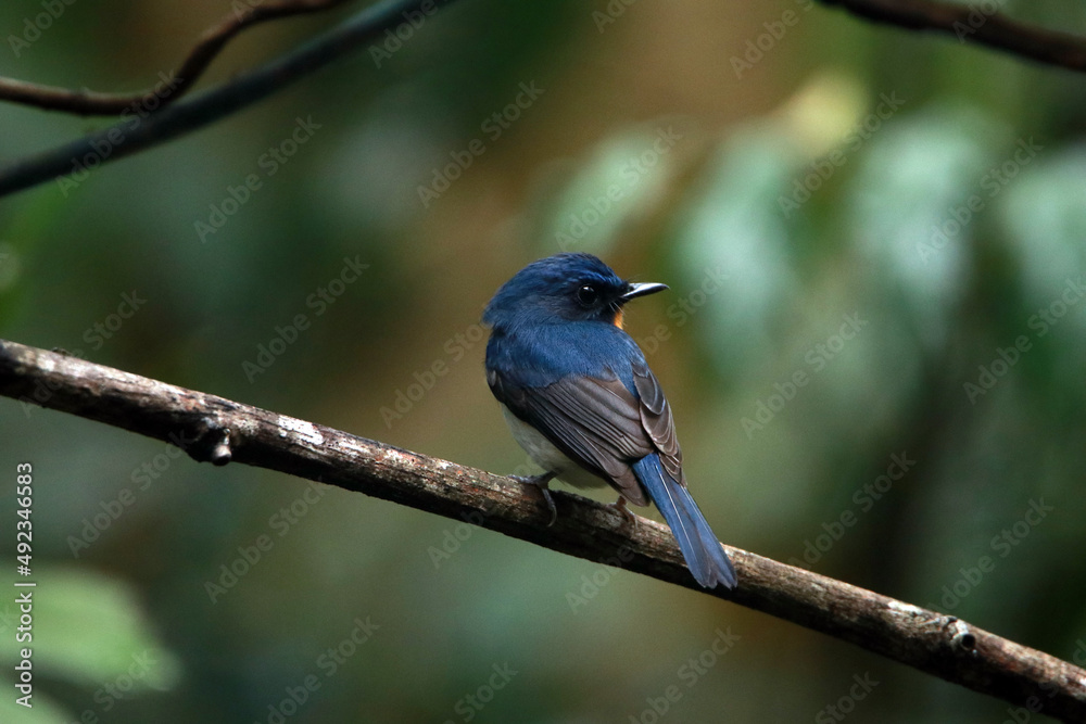 The Indochinese Blue Flycatcher on a branch The Indochinese Blue Flycatcher on a branch
