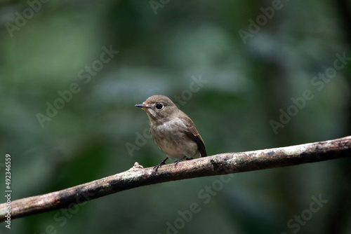 Asian Brown Flycatcher on a branch