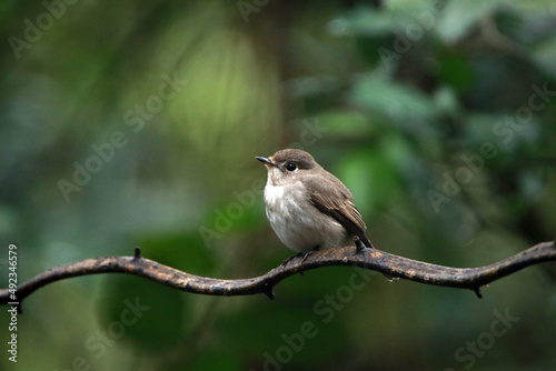 Asian Brown Flycatcher on a branch