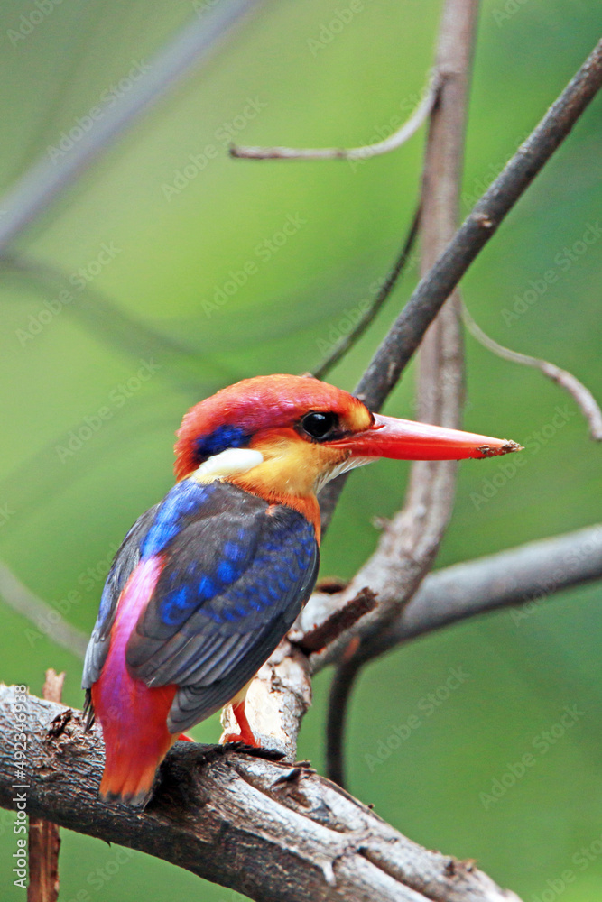Obraz premium The Oriental Dwarf Kingfisher on a branch
