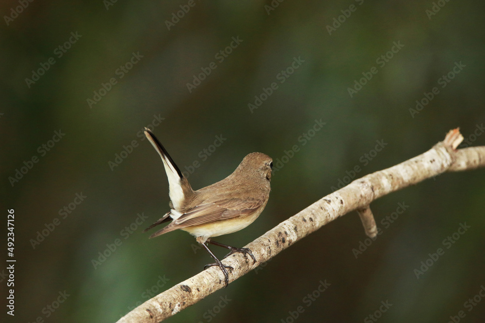Asian Brown Flycatcher on a branch Asian Brown Flycatcher on a branch