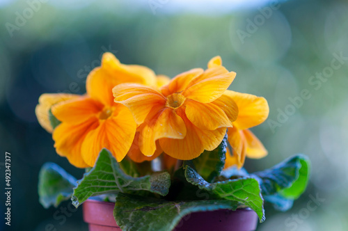 spring flowers. colourful orange primerose photo