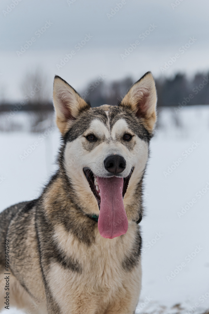 Portrait of northern sled dog Alaskan Husky in winter outside in snow. Gray half breed looks like Siberian husky in cold winter on cloudy day. Looks into distance with ears up and tongue sticking out. Portrait of northern sled dog Alaskan Husky in winter outside in snow. Gray half breed looks like Siberian husky in cold winter on cloudy day. Looks into distance with ears up and tongue sticking out.