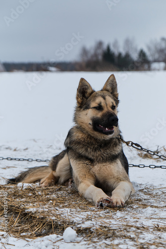 Portrait of northern sled dog Alaskan Husky in winter outside in snow. Half breed is tied to chain in cold winter on cloudy day. Lies and looks into distance with his ears up.